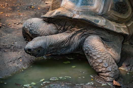 Aldabra Tortoise resting near a pond.