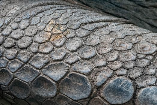 Close - up of an Aldabra Tortoise's scales on its leg.