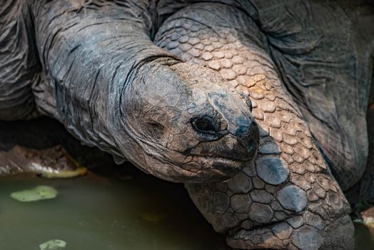 Aldabra Tortoise resting near a pond.