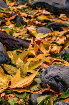 Leaves of a forest on the ground during Autumn.