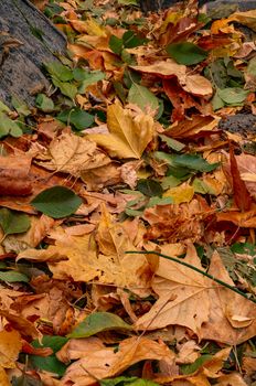 Leaves of a forest on the ground during Autumn.