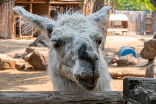 Curious llama looking for food.