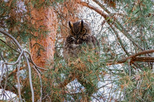 Great Horned Owl in a pine tree.