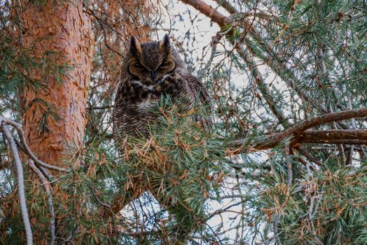 Great Horned Owl in a pine tree.