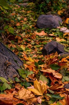 Leaves of a forest on the ground during Autumn.