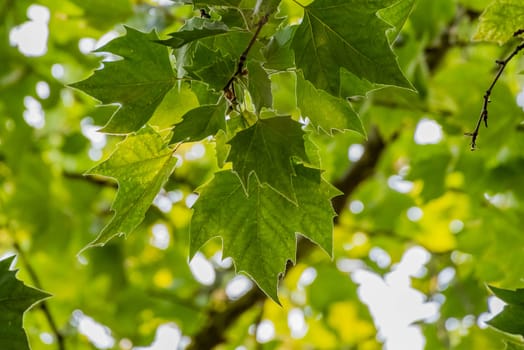 Green leaves of summer on branches of a tree.