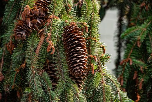 Long pinecones in a pine tree.