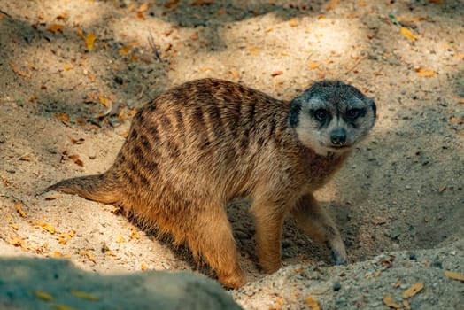 A meerkat resting on some sand.