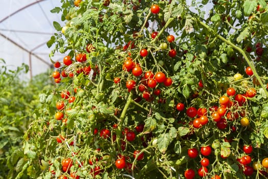 Red Cherri Tomatoes on a Tomato Plant in a Plantation