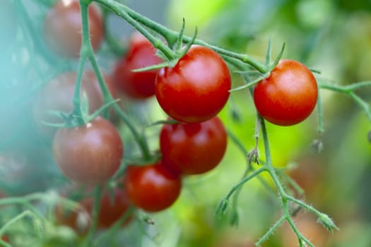 Tasty Sweet Red Cherry Tomatoes Growth Closeup 