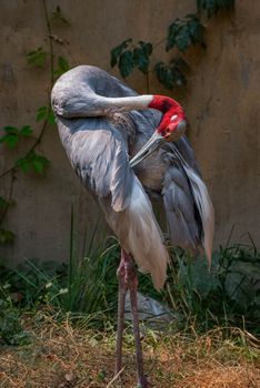 Sarus Crane preening it's feathers around some plants.