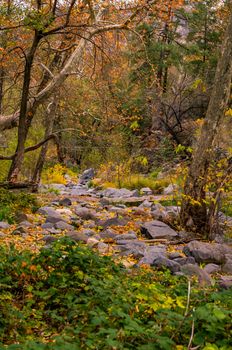 Leaves of a forest on the ground during Autumn.