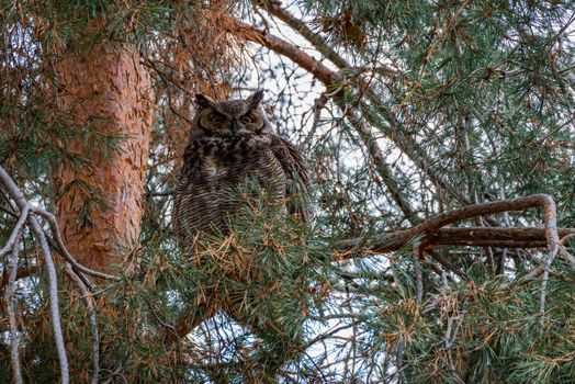 Great Horned Owl in a pine tree.