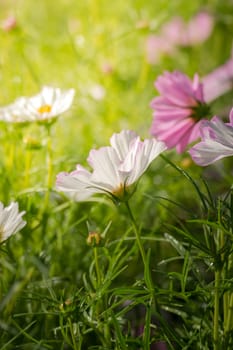 The background image of the colorful flowers, background nature