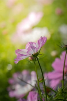 The background image of the colorful flowers, background nature