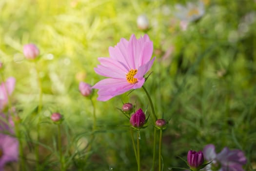 The background image of the colorful flowers, background nature