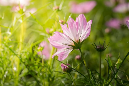 The background image of the colorful flowers, background nature