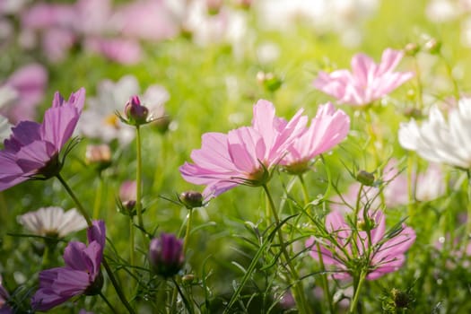 The background image of the colorful flowers, background nature