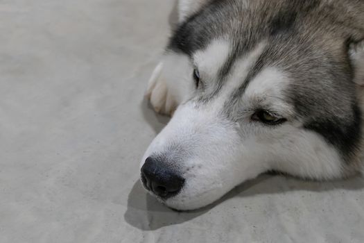 The Siberian Husky dog rests on the floor