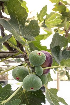 Fresh Figs fruit  hanging on the branch of tree