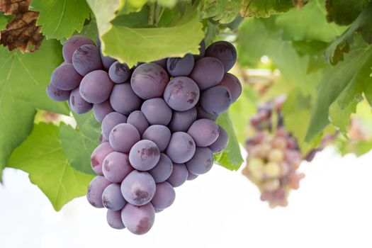 Bunches of ripe grapes before harvest in the vineyard