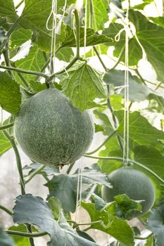 young sprout of green melon plants growing in greenhouse supported by string nets