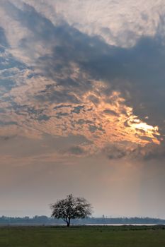 Alone tree in grass field during sunrise over lake . Beautiful natural  landscape