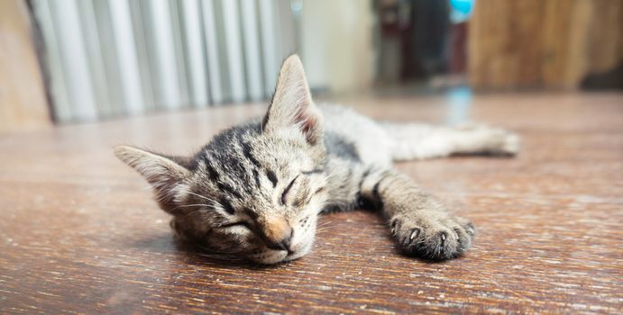 Lazy street little tabby kitten.  Cat  laying on wooden floor with Adorable serious funny face 