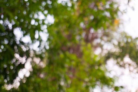 Blurred beautiful nature background blurry of leaf bokeh forest. for background usage .