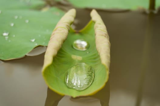 Green leaf water lily and water Drops on a lotus leaf in daylight with selective focus.