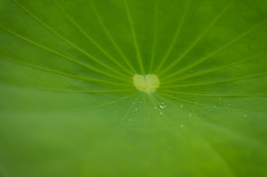 Green leaf water lily and water Drops on a lotus leaf in daylight with selective focus.