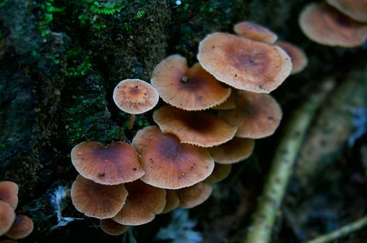 Fungus Mushrooms and periscopes toadstools on the moss beautiful nature