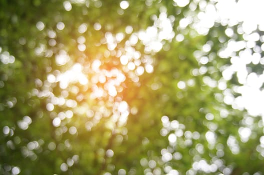 Blurred beautiful nature background blurry of leaf bokeh forest. for background usage .