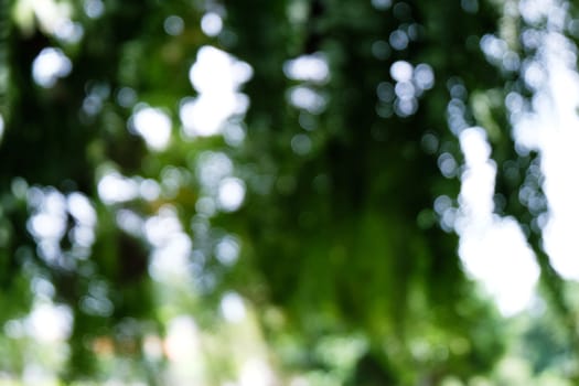 Blurred beautiful nature background blurry of leaf bokeh forest. garden and park with sunlight, use for background with perspective