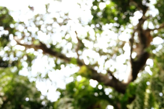 Blurred beautiful nature background blurry of leaf bokeh forest. garden and park with sunlight, use for background with perspective