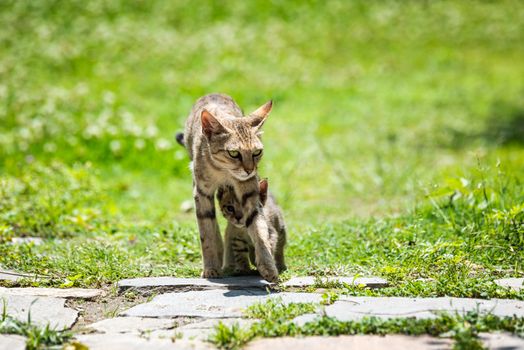 Mother cat walking with its kitten walking underneath her
