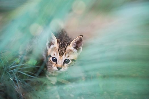 Outdoor portrait of tabby kitten, out of focus leaves in the forground