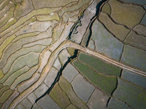 Aerial view of a dirt road accross paddy fields in Nepal. Winter season.