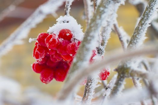 frozen red viburnum on branch. Winter seasonal berries
