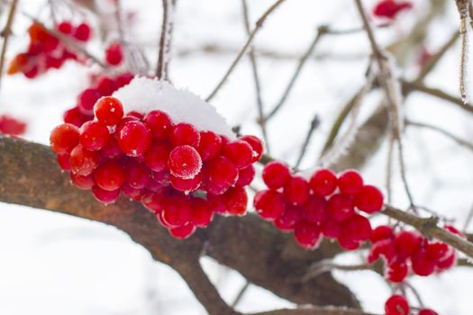 Frozen red viburnum on branches. Beautiful winter seasonal berries