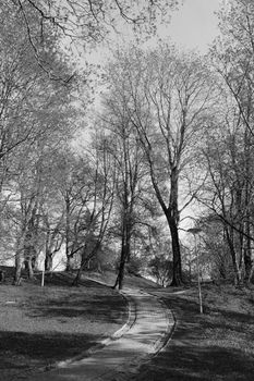 Paved path leads uphill through lime trees in Deer's Park in Tallinn, Estonia - monochrome processing