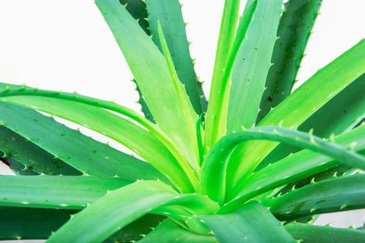 Aloe Vera Plant