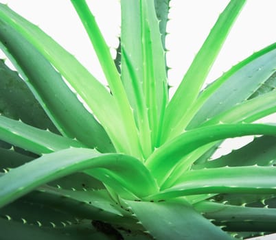 Aloe Vera Plant