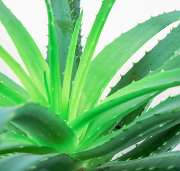 Aloe Vera Plant