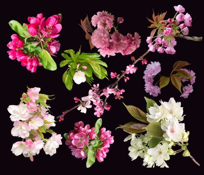  spring flowers blossom tree isolated on black background. Flowers of blooming garden blossoms of collection cherry and apple tree twig.