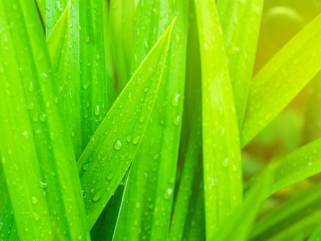 closeup of fresh water drop on pandan leaves