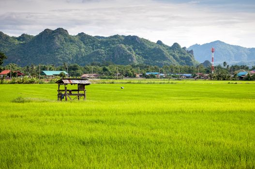 small hovel in the farm rice landscape of Thailand