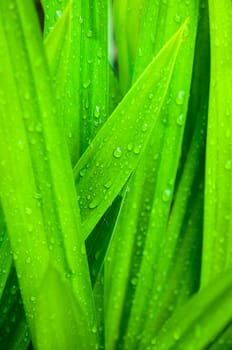 closeup of fresh water drop on pandan leaves