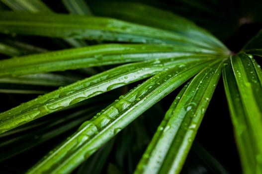 water drop on palm leaf closeup