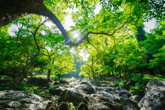 Sunrise and green tree in the forest, natural park landscape